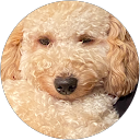 Henk van Brunschot profielfoto